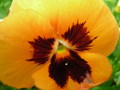 2007-Louisiana-Mission-Trip EBC (486).JPG